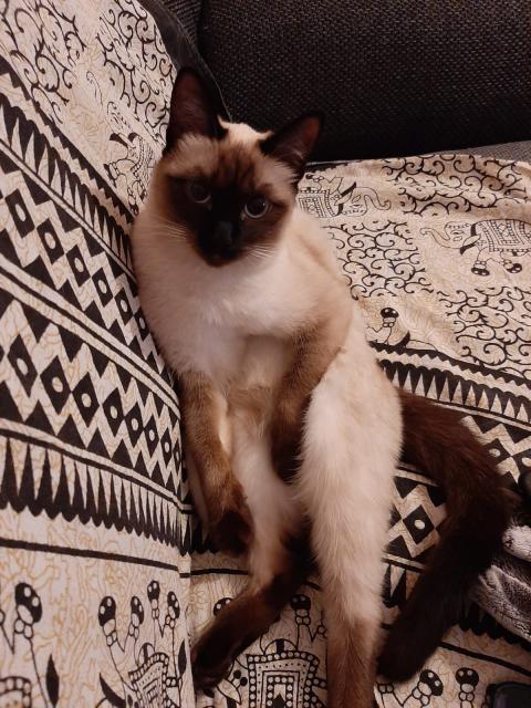 Thai Siam Deckkater gesucht - Thai - Trier