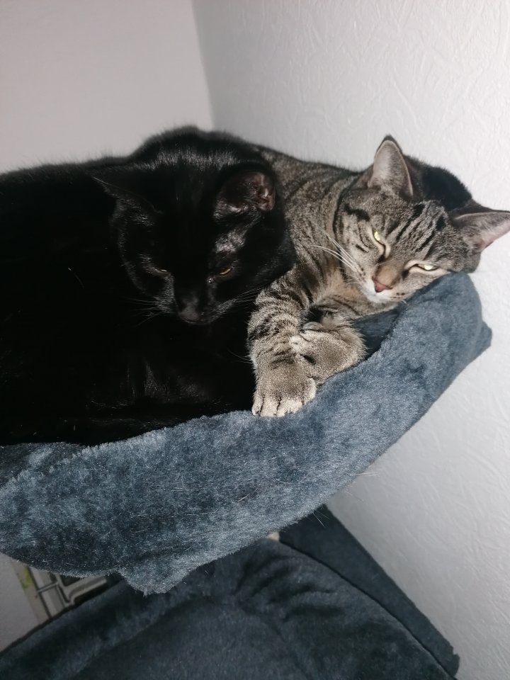 Geschwisterpaar Katzen - Hauskatzen - Maintal
