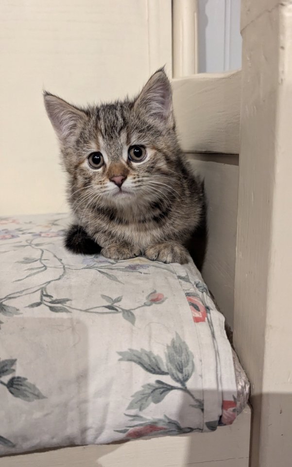 Süße Maine coon Mix katze, Mädel - Mischling - Kyritz