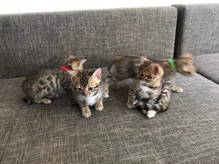 Bengal Kitten sucht neues zu Hause - Bengal - Munich