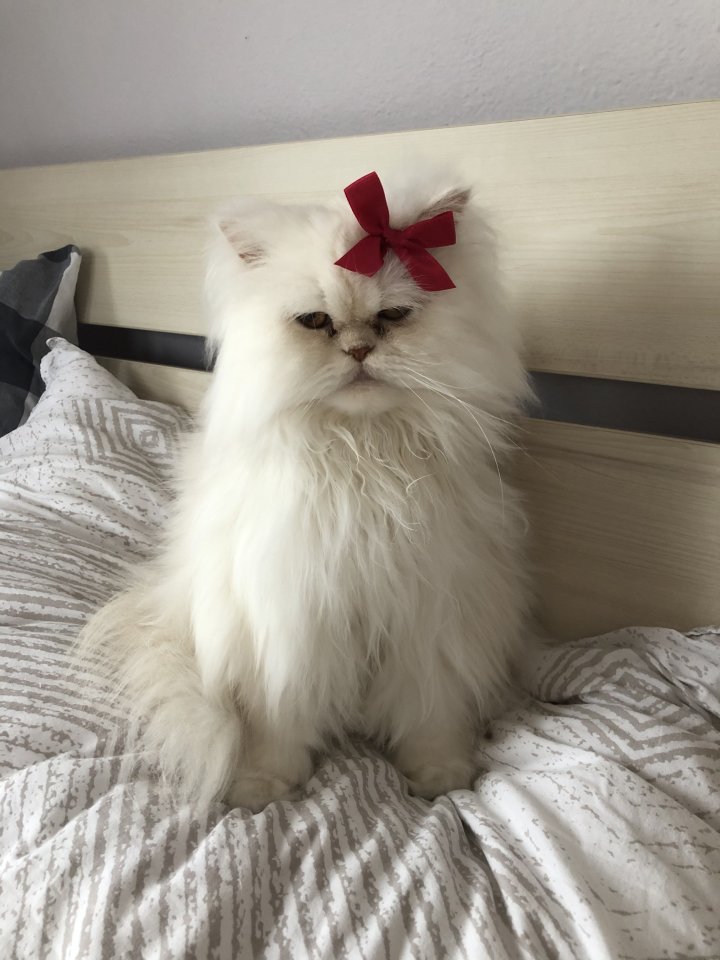 Wunderschöner Perserkater in liebevolle Hände abzugeben - Perser - Bad Birnbach