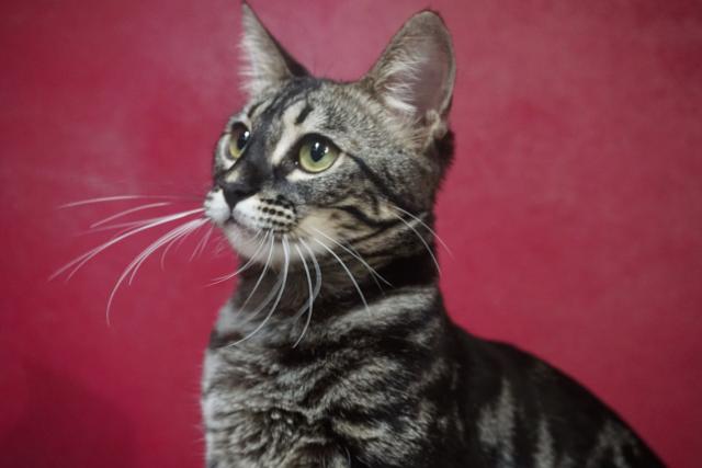 Bengal Mädchen  - Bengal - Hagen Westf