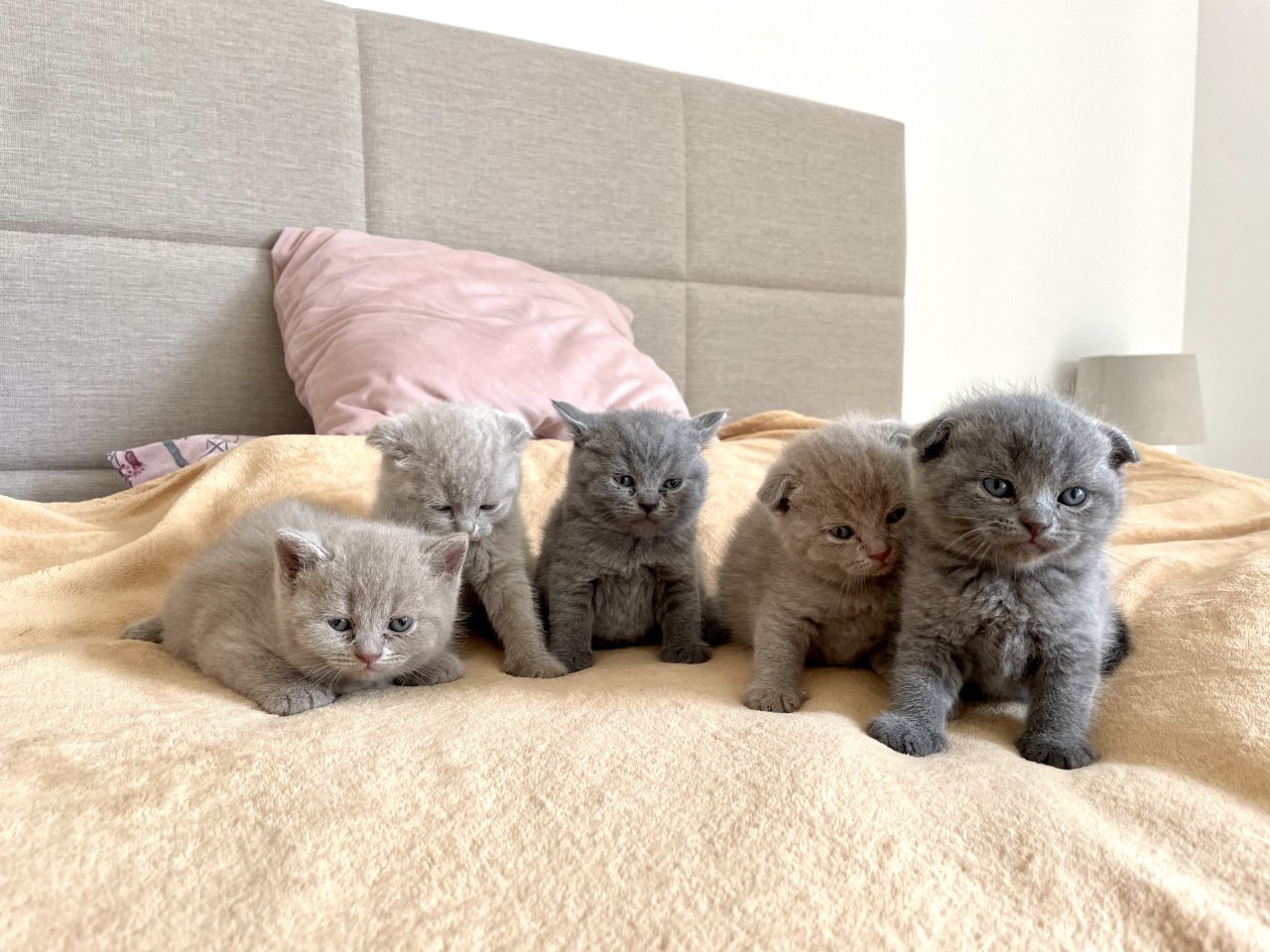 Wunderschöne BKH Kitten - British Kurzhaar - München
