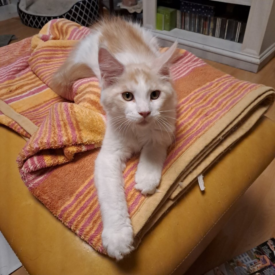 Zuckersüß Maine Coon Kitten MIT Stammbaum - Maine Coon - Neuendettelsau 