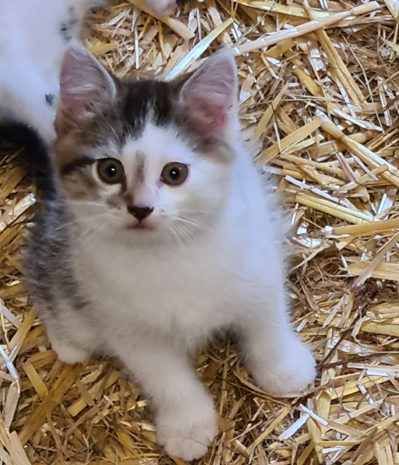 Wunderschöne Kätzchen - Hauskatzen - Dorsten Lembeck