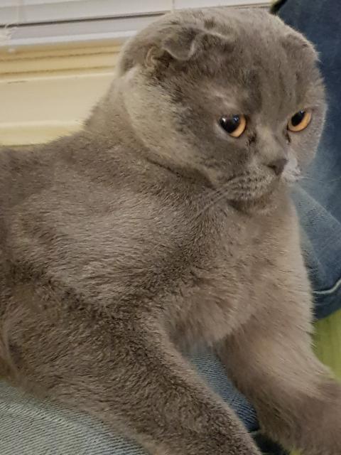 Liebe Scottish Fold BKH Shorthair Dame in Blue - British Kurzhaar - Berlin 