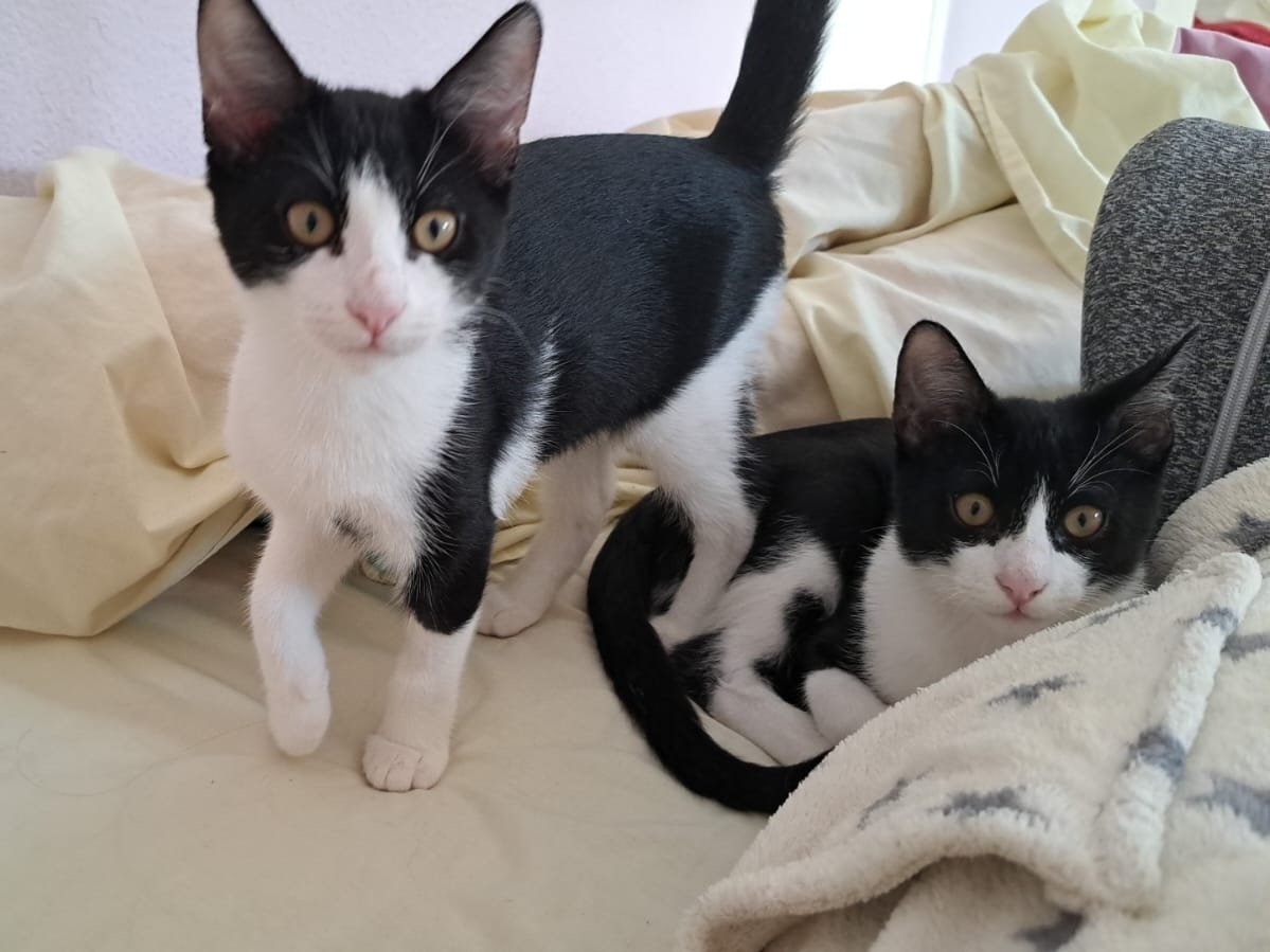 Frappé & Latte – Zwei kleine Seelen suchen ihr großes Glück  (Nur zusammen / Woh - Mischling - Kippenheim