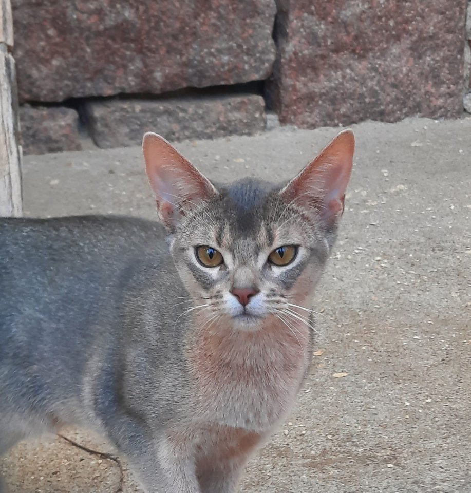 Abessinierkatze abzugeben - Abessinier - Petersberg (Sachsen-Anhalt)