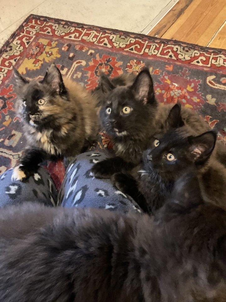Maine Coon Kitten suchen ihr zukünftiges zu Hause - Maine Coon - Leipzig