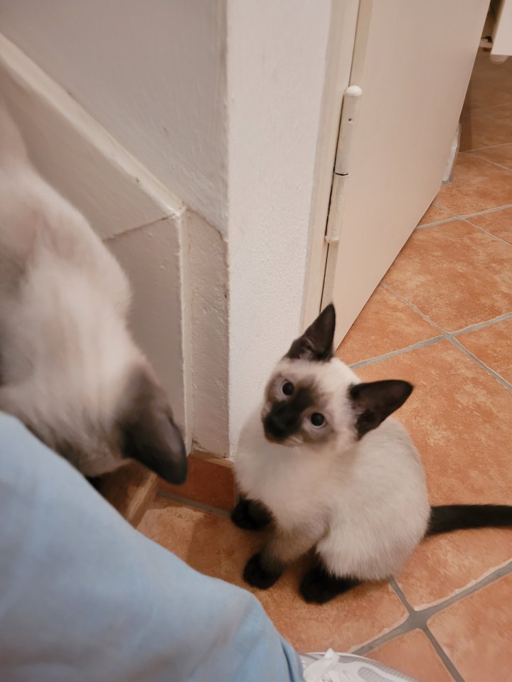 Siam Mädchen sucht neues Zuhause - Hauskatzen - Balduinstein