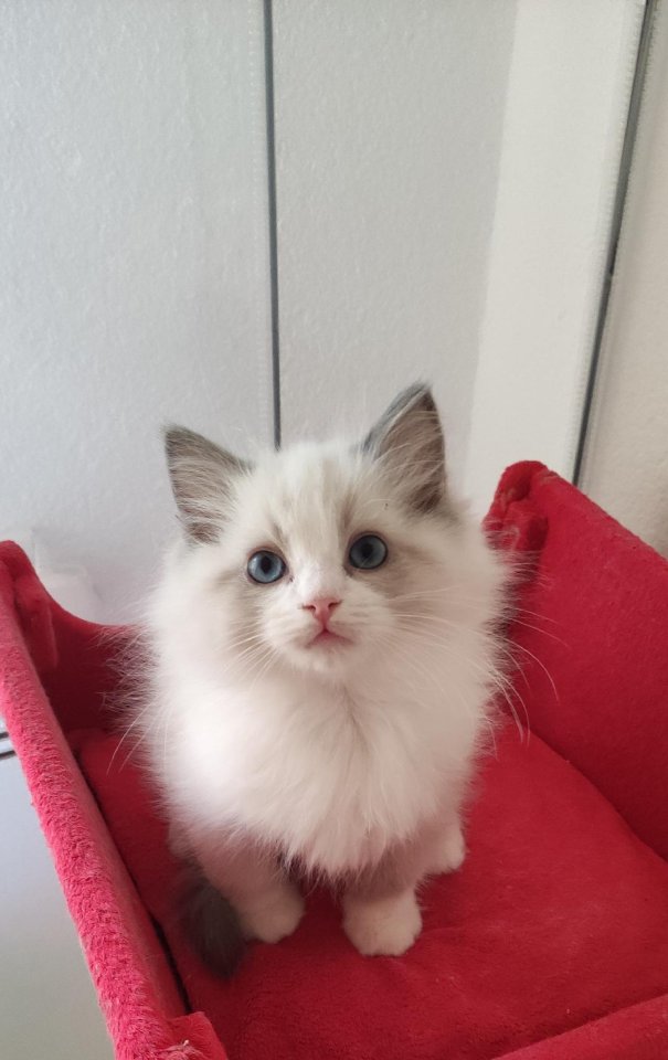 Ragdolls mit Stammbaum - Ragdoll - Muldestausee