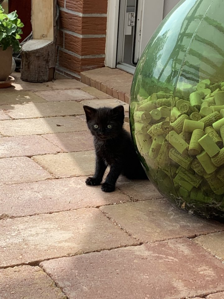 Kätzchen Kitten zu verkaufen - Hauskatzen - Lengerich
