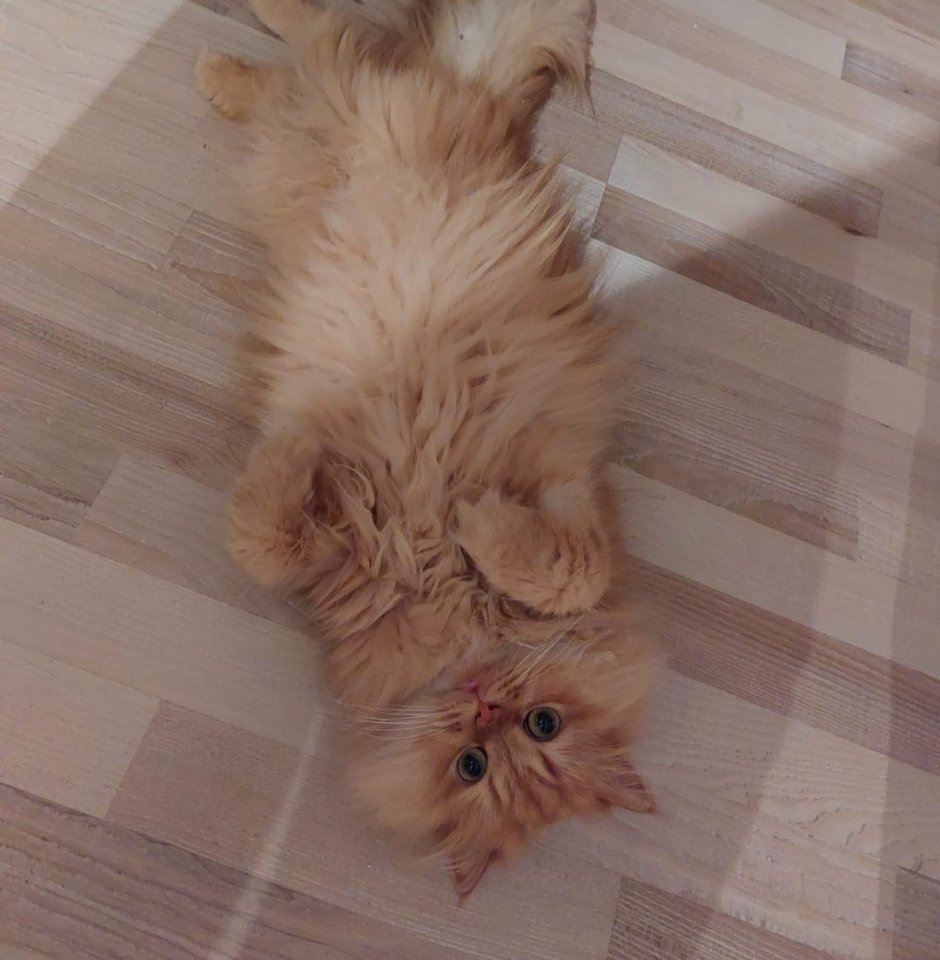 Katze abzugeben kostenlos mit Zubehör - Perser - Großenhain