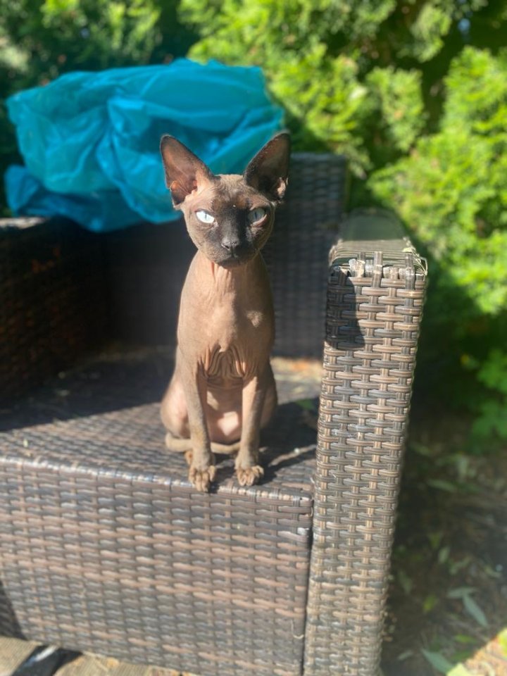 Sphynx Kater 3,5 Jahre - Sphynx - Neusiedl am See