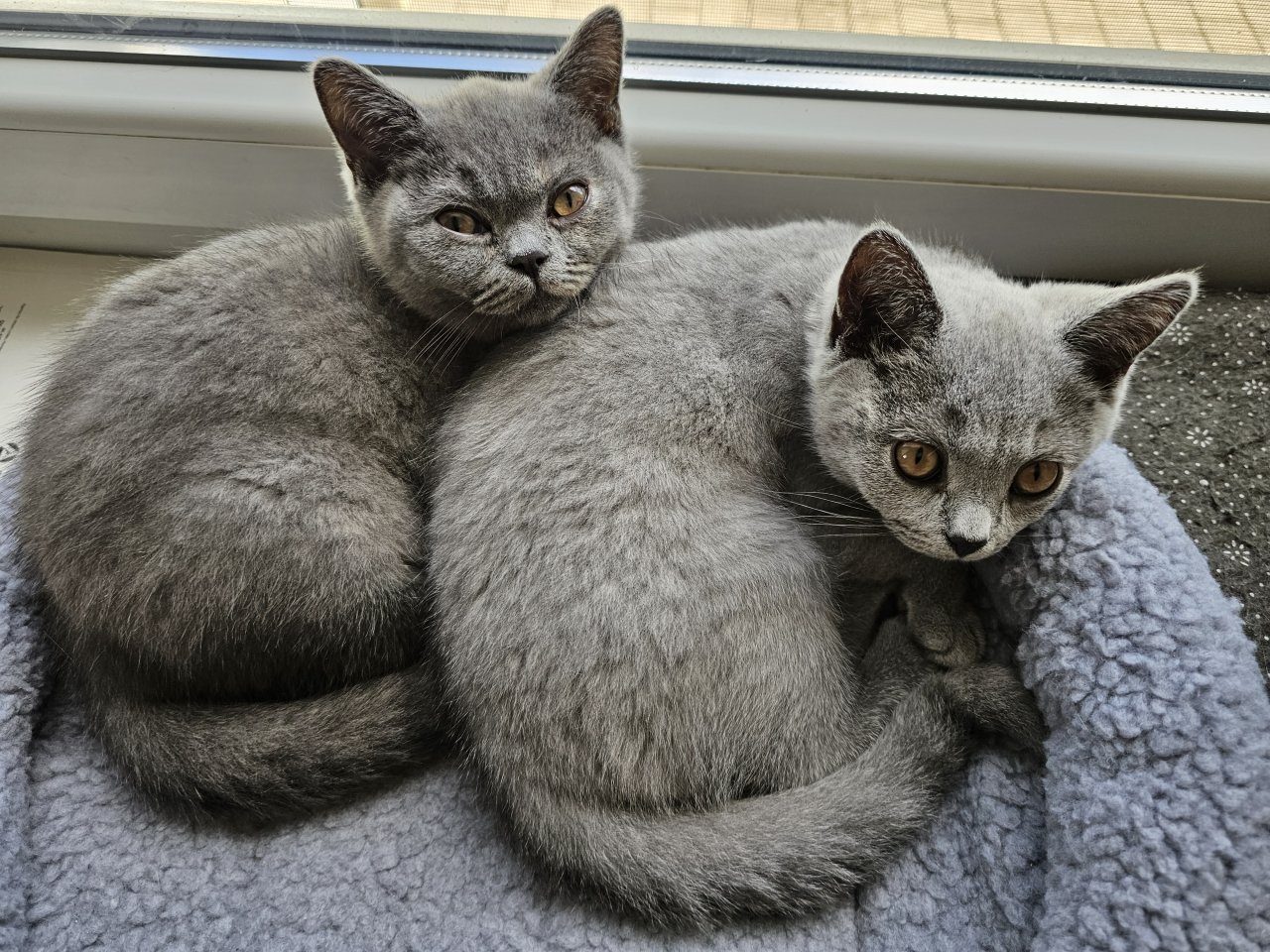 2 BKH Katze abgabebereit - Hauskatzen - Memmingen