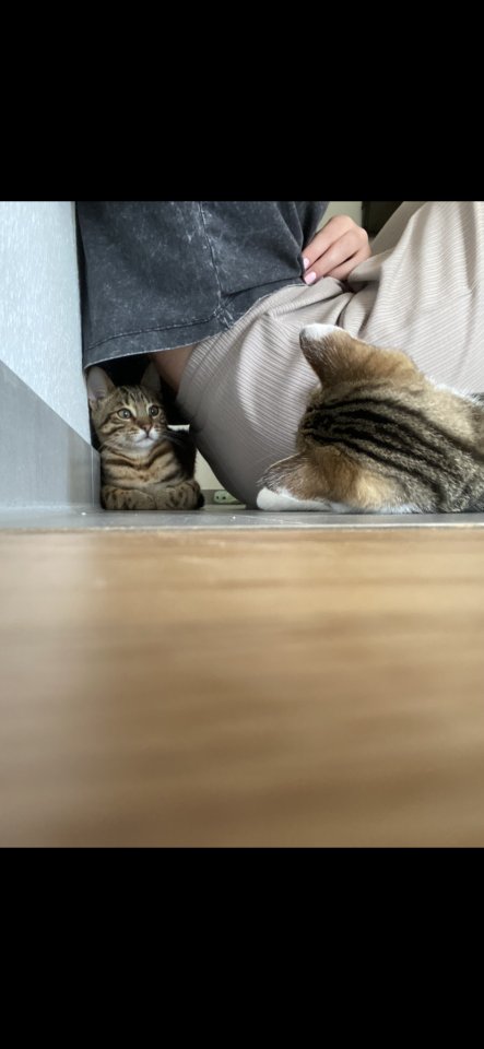 Katzenkur - Katzenbetreuung - Katzensitting - Katzensitter - Kahl am Main