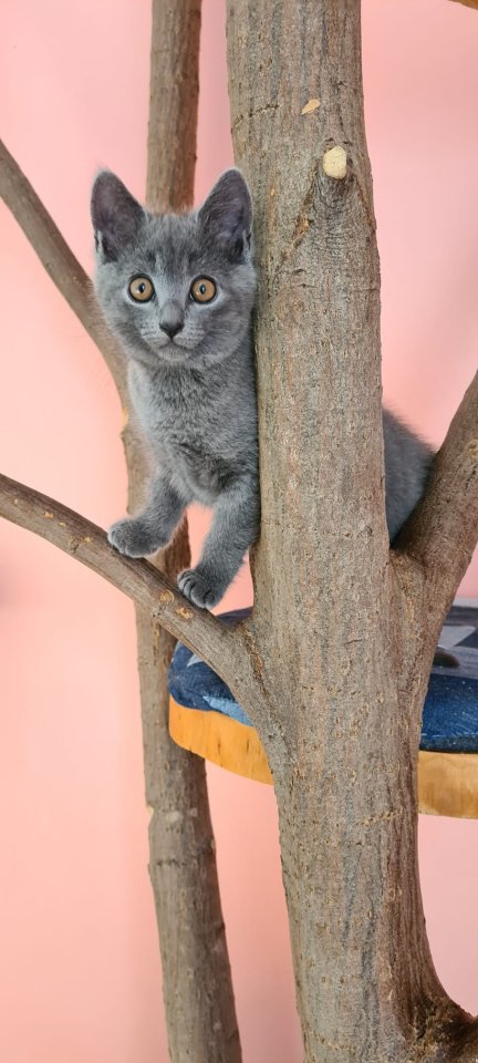 Reinrassige Chartreux Kitten (Weibchen) - Kartaeuser - Cadolzburg
