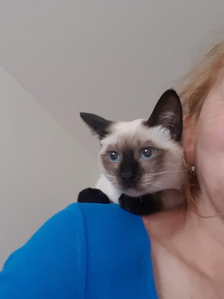Siam /Thai Kitten, Seal Point, Babys, Kätzchen. Abgabebereit. - Siam - Celle