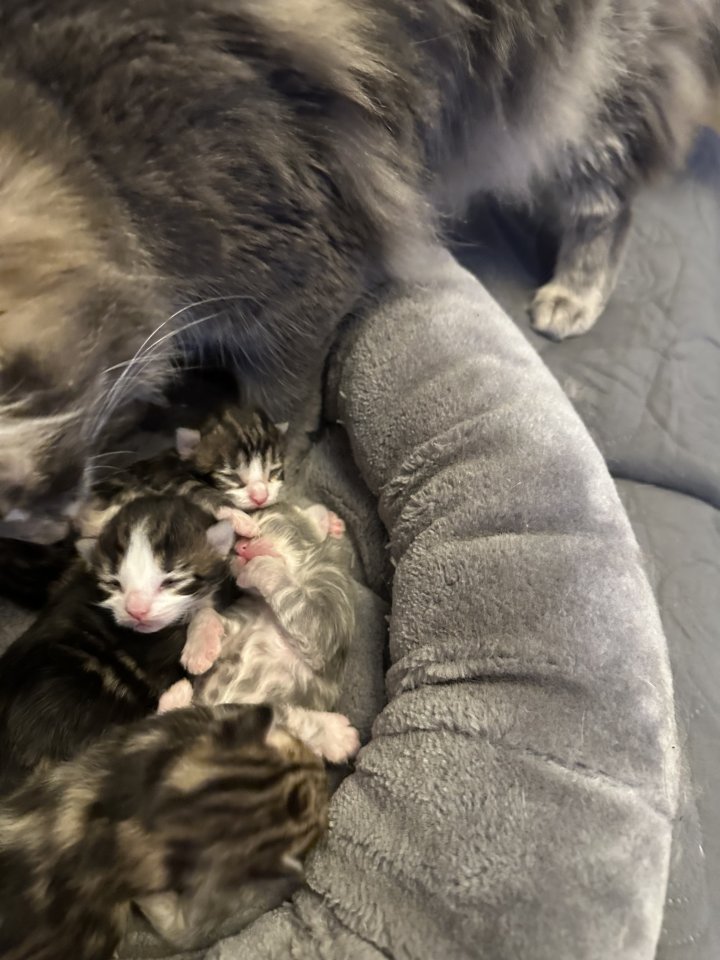 Norwegische Waldkatzen Kitten - Norwegische Waldkatze - Magdeburg