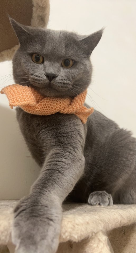 Deckkater Simba britisch Kurzhaar - Deckkater - Gronau