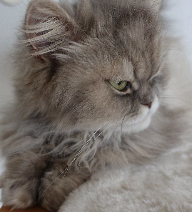 Perser Katze Mädchen abholbereit - Birma - Singen