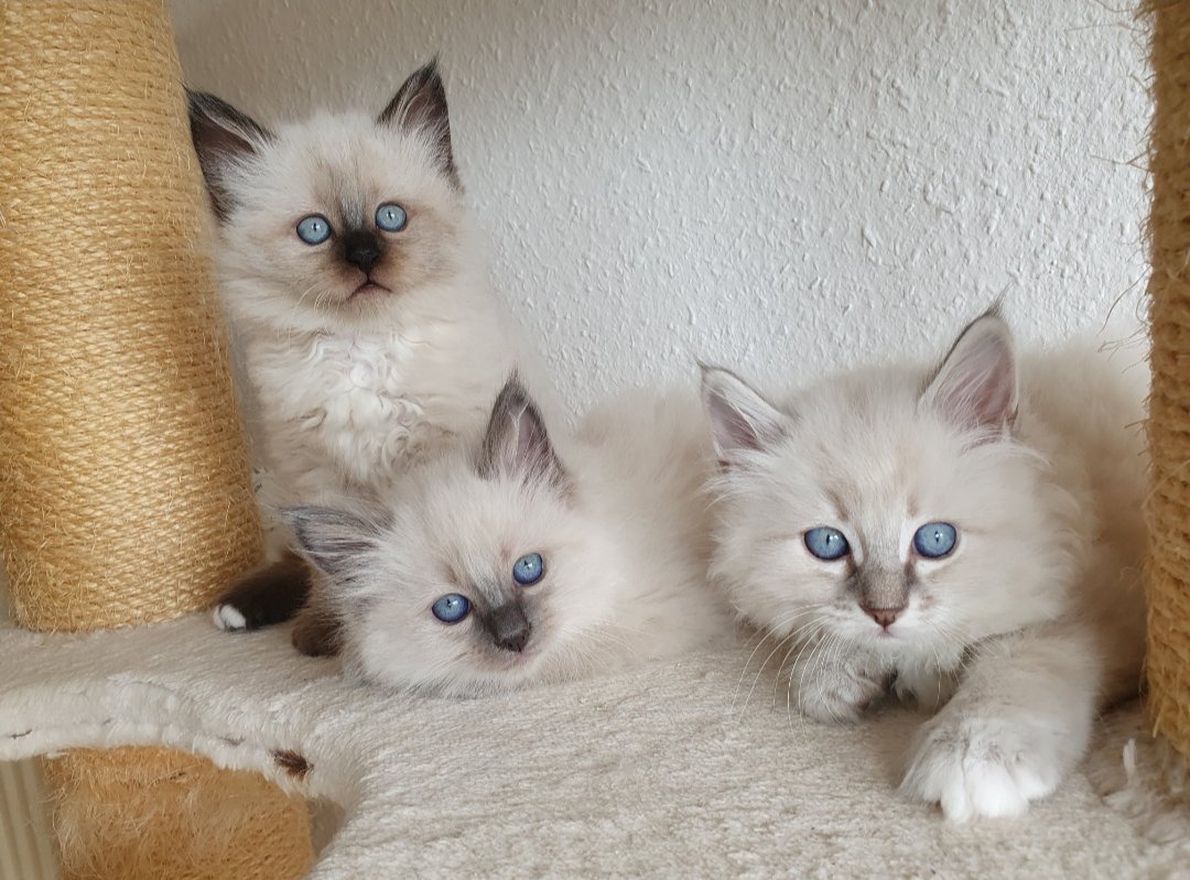 2 Heilige Birma Kitten Katzen abholbereit - Birma - Singen