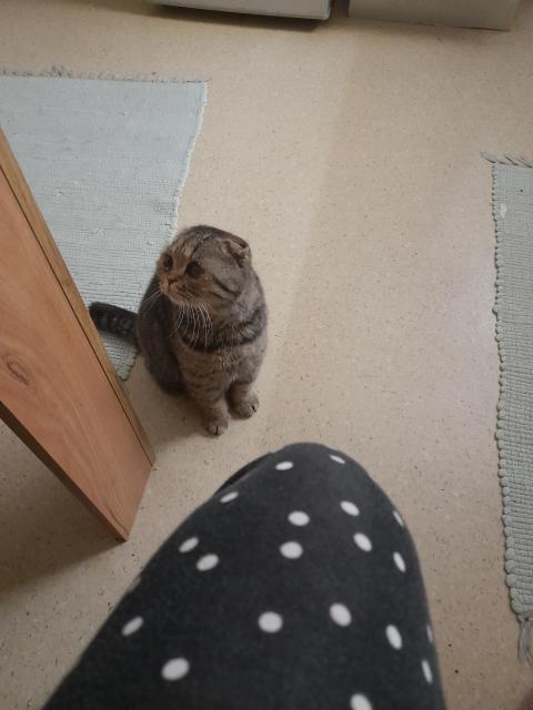 Schottisch Fold Kätzin - Scottish Fold - Rheine 