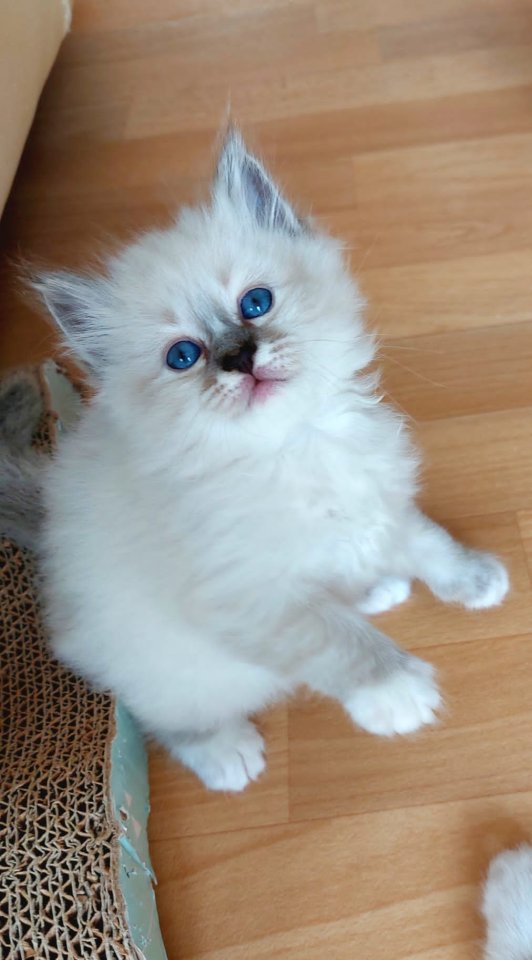 Heilige  birma kitten - Birma - Marl