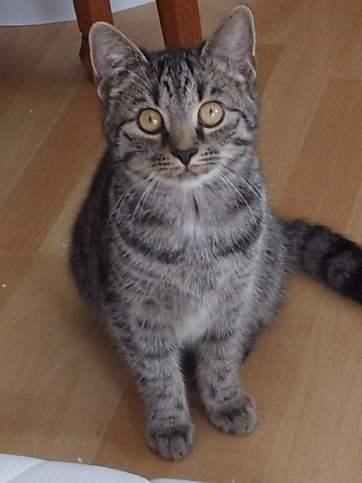Liebevolles junge Kätzchen und Katerchen - Katzensitter - Kassel 