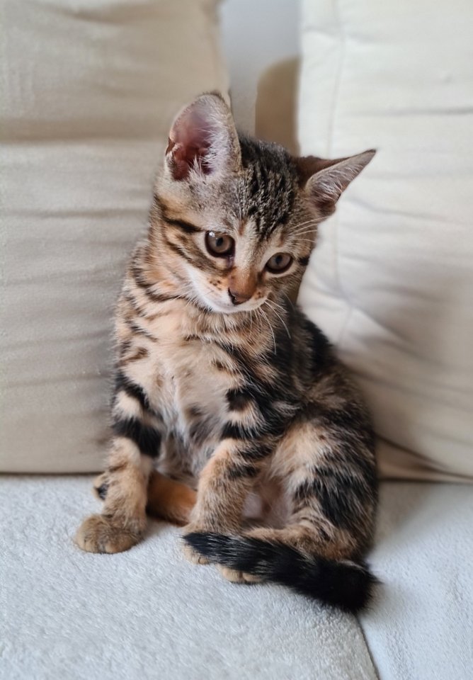 Bengal Kitten mix Baby Katze - Mischling - Königsbronn 