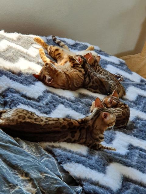 Bengalkätzchen Bounty und Katerchen Bo suchen noch ihr Traumzuhause - Bengal - Alesheim