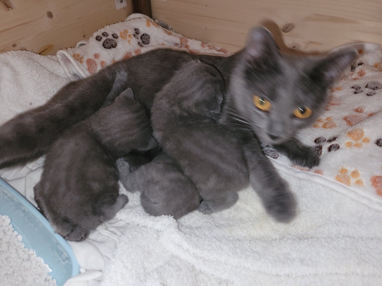 Chartreux, die echte Kartäuser, Kitten zu verkaufen - Kartaeuser - Elsdorf