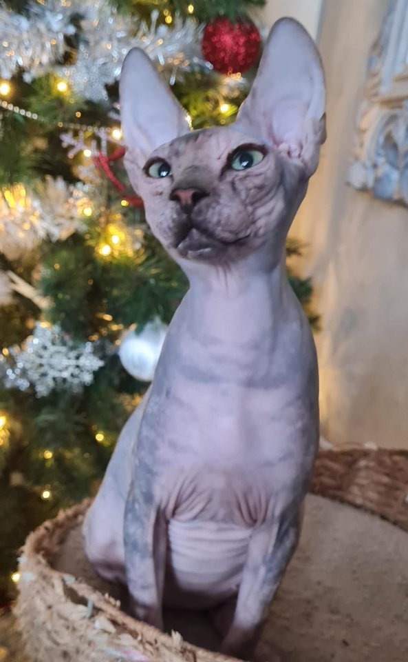 Sphynx Mädchen 8 Monate - Sphynx - Berlin