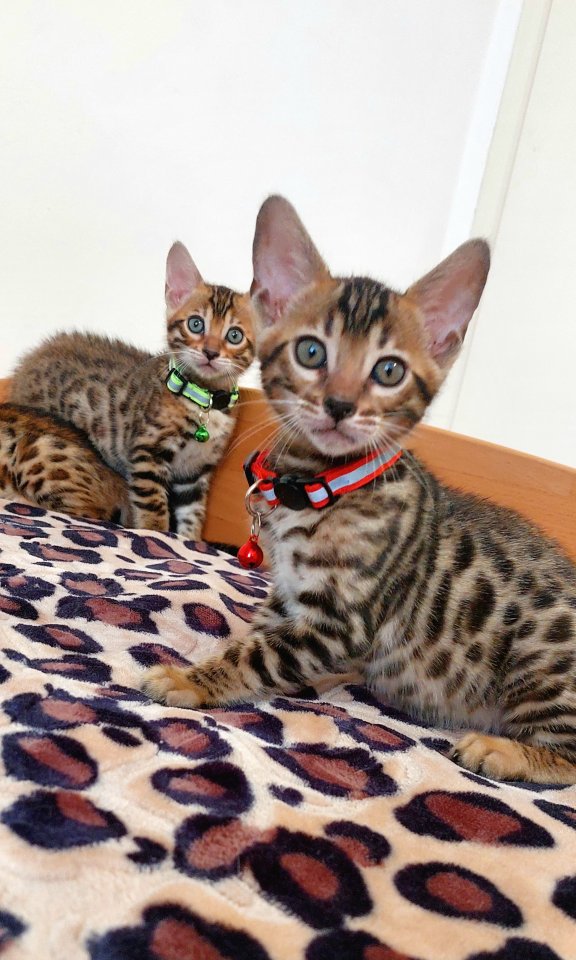 Bengal katze , Baby Katzen - Hauskatzen - Essen