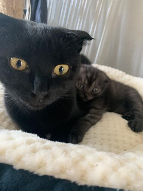 Scottish Fold/Perser Kitten  - Mischling - Gummersbach 