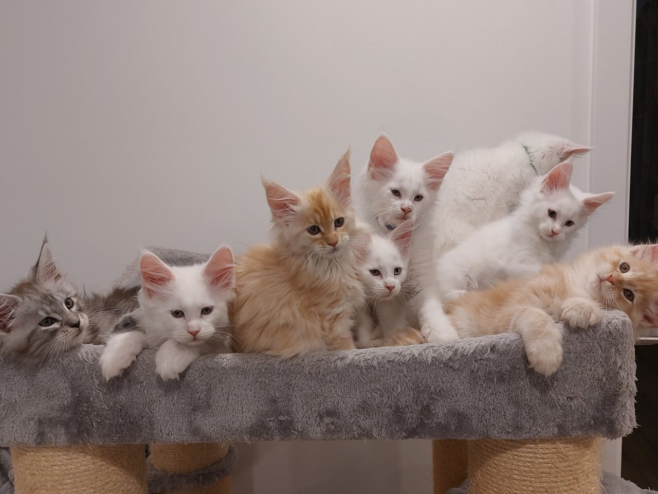 Maine Coon Kitten ohne Papiere shaded Linie - Maine Coon - Babenhausen 