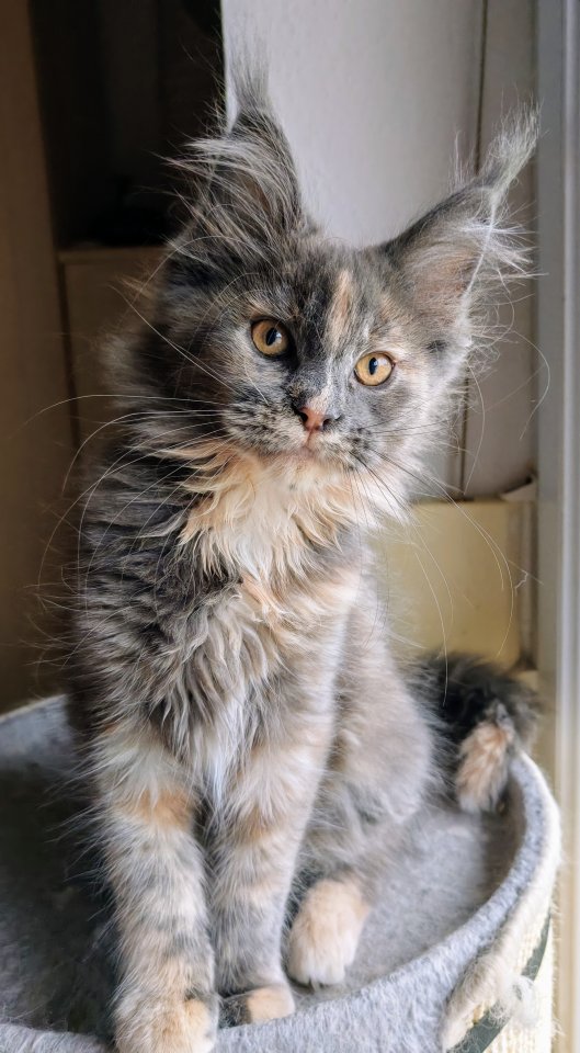 Traumhaft schöne typvolle Blue tortie Princess - Maine Coon - Haselbach