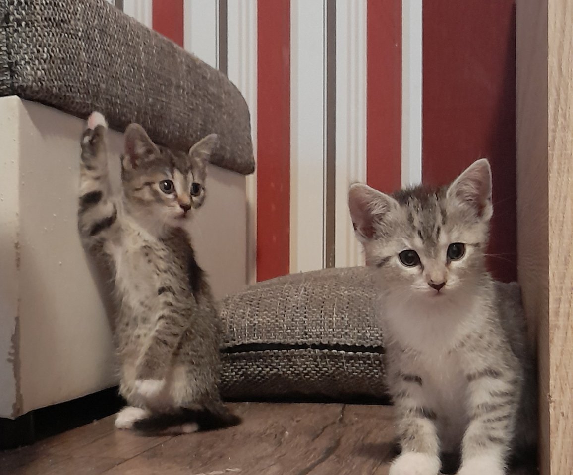 3 süße kitten mädels - Mischling - Gerbstedt 