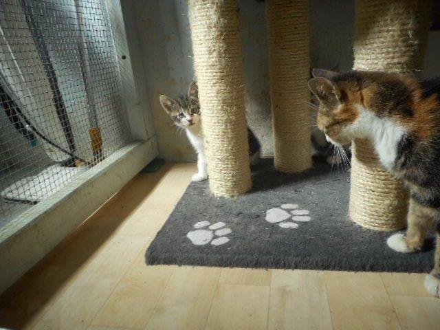 Unsere Katzenmama mit Babys - Hauskatzen - Burweg
