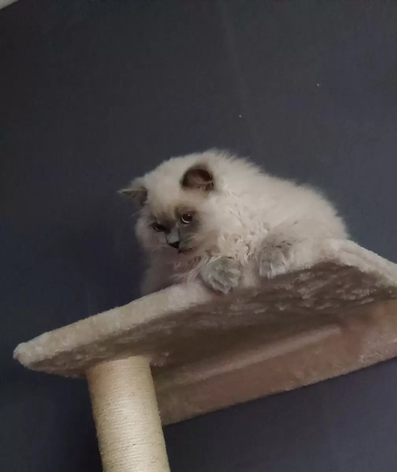 Britisch Langhaar Kater sucht Zuhause - British Kurzhaar - Dillenburg