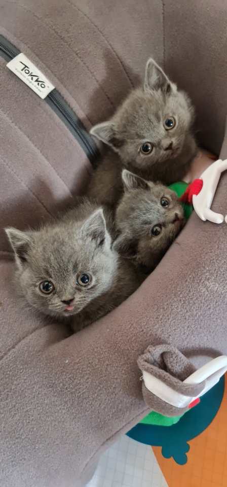 2 spielerische BKH kater suchen ein zuhause - Hauskatzen - Ebersbach an der fils