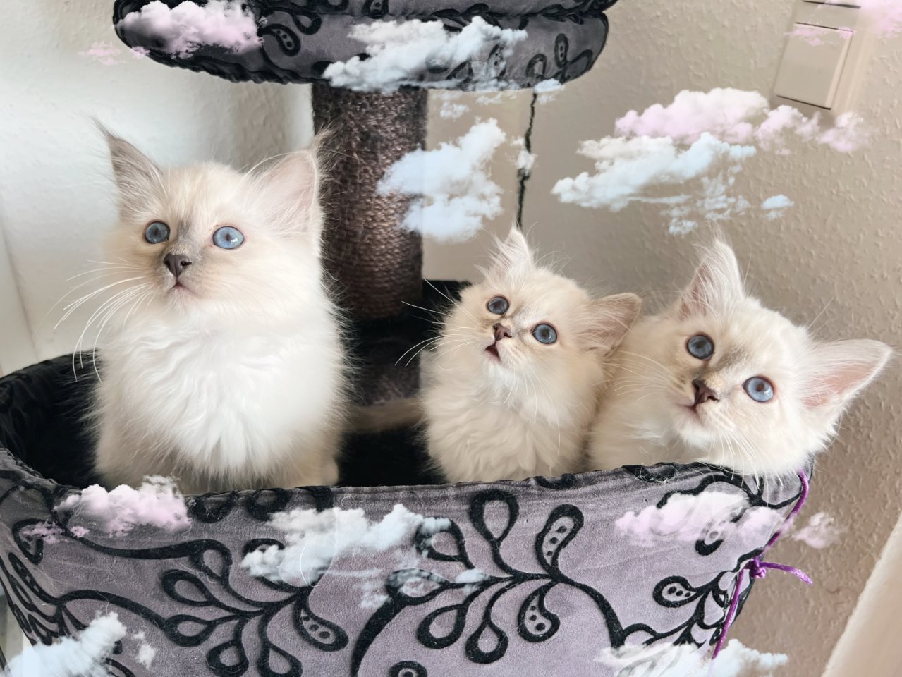 Heilige Birma Kitten / unsere zuckersüßen Wölkchen :) - Birma - Bretten
