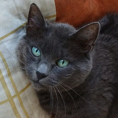 EMMA -  weiblich  12 Jahre  europäische Kurzhaar  Gechipt  Kastrierte - Hauskatzen - Lauf an der Pegnitz