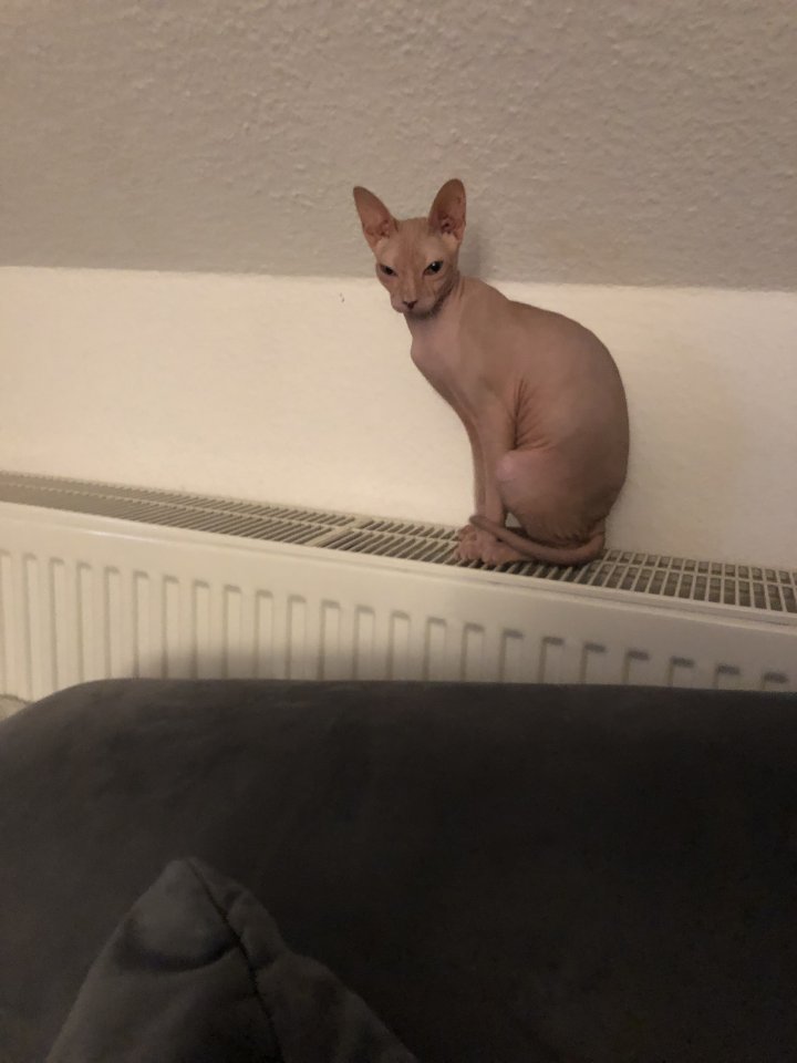 Besondere Fellnase sucht 2. Katze zum Spielen - Sphynx - Chemnitz