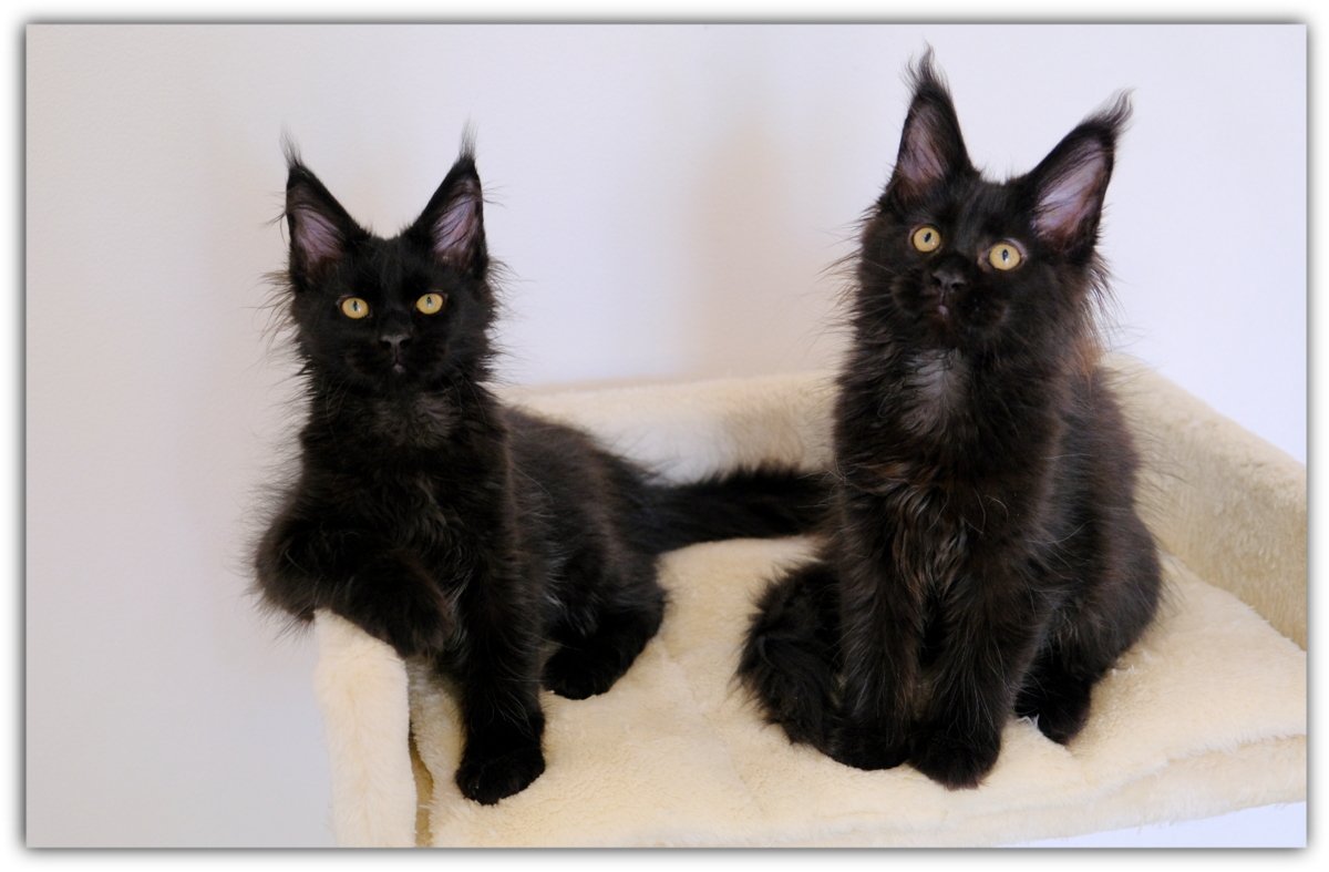 Mystisch und magisch - 2 Maine Coon Kitten black solid. - Maine Coon - Pforzheim