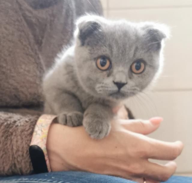 BKH Scottish Fold Mix - Scottish Fold - Jembke