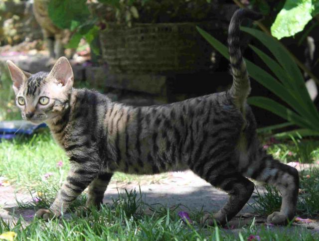 Männl. German Rex Kitten, geb. 22.03.2020, black tabby - German Rex - Braunschweig