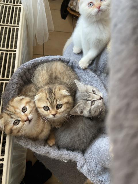 British Kurzhaar/Scottish fold Kitten; Abgabe ab 13.5.22 - British Kurzhaar - Sindelfingen