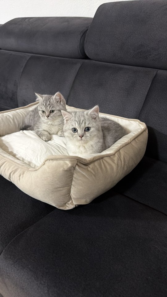 BKH Kitten (4 Mon.), nur zusammen, inkl.alle Hochwertigen Zubehör - Hauskatzen - Frankfurt am Main
