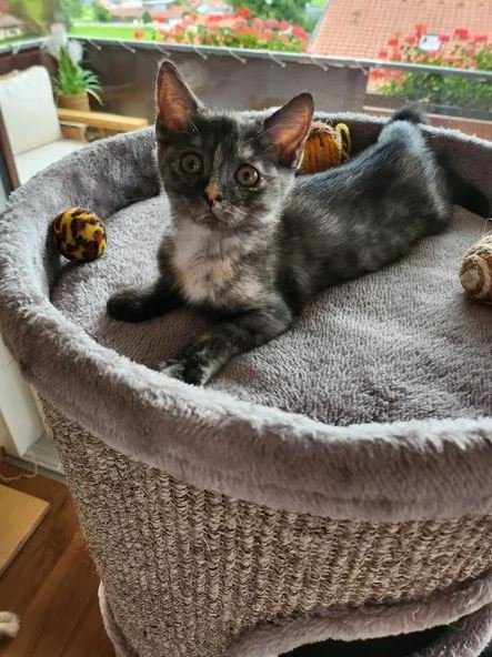 BKH Mix Kitten Kätzchen in liebevolle Hände abzugeben - Mischling - Wertach